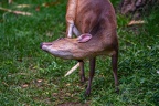 0263-chinese muntjac