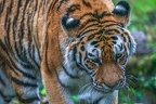 0380-siberian tiger
