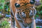 0385-siberian tiger