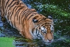 0438-siberian tiger