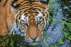 0474-siberian tiger