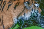 0478-siberian tiger