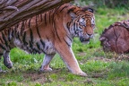 0494-siberian tiger