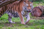 0496-siberian tiger