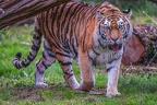 0499-siberian tiger