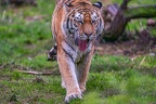 0513-siberian tiger