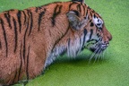 0545-siberian tiger
