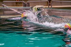 0655-bottlenose dolphin - dolphin show