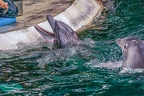 0721-bottlenose dolphin - dolphin show