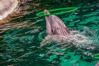 0726-bottlenose dolphin - dolphin show