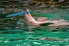 0743-bottlenose dolphin - dolphin show