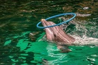 0751-bottlenose dolphin - dolphin show