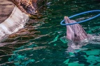 0755-bottlenose dolphin - dolphin show
