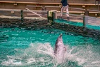 0764-bottlenose dolphin - dolphin show
