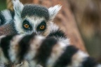0786-katta