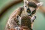 0801-katta