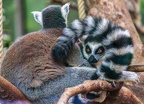 0805-katta