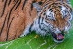 0658-duisburg zoo