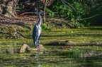0026-rhein sieg district-grey heron on island