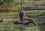 0035-rhein sieg district-grey heron on island