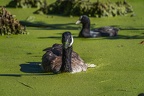 0045-rhein sieg district-ducks