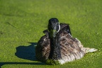 0053-rhein sieg district-ducks