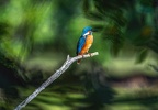 0104-rhein sieg district-kingfisher