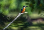 0113-rhein sieg district-kingfisher