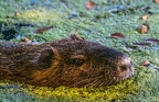 0126-rhein sieg district-nutria