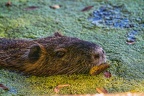 0136-rhein sieg district-nutria