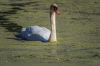 0171-rhein sieg district-mute swan