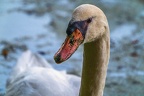 0185-rhein sieg district-mute swan