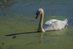 0214-rhein sieg district-mute swan