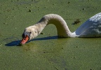 0247-rhein sieg district-mute swan