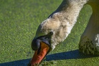 0262-rhein sieg district-mute swan