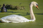 0275-rhein sieg district-mute swan