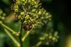 0033-rhein sieg district-ivy