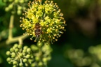0096-rhein sieg district-ivy