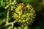 0100-rhein sieg district-ivy