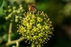 0112-rhein sieg district-ivy