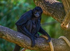 0007-zoo osnabrueck-spider monkey