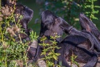 0016-zoo osnabrueck-spider monkey
