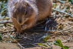 0026-zoo osnabrueck-prairie dog