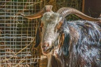 0051-zoo osnabrueck-goat
