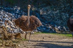 0086-zoo osnabrueck-ostrich