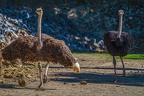 0109-zoo osnabrueck-ostrich