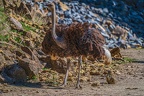 0112-zoo osnabrueck-ostrich