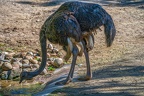0114-zoo osnabrueck-ostrich