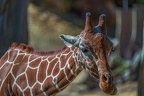 0202-zoo osnabrueck-giraffe