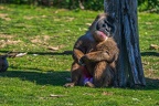 0233-zoo osnabrueck-drill